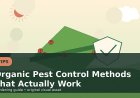 Organic Pest Control Methods That Actually Work